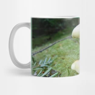 Mushroom Closeup Nature Photography Pacific Northwest Mug